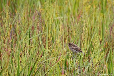 Begging calls of Belding's Savannah Sparrow fledgling