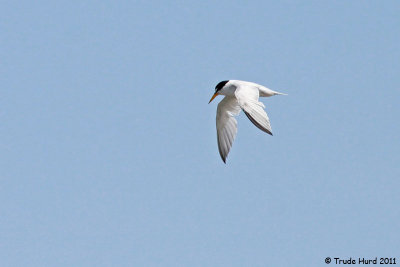 California Least Tern in flight (endangered)