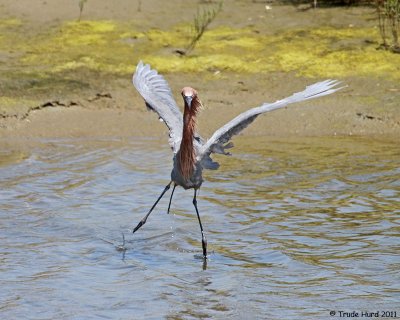 Reddish Egret does the splits
