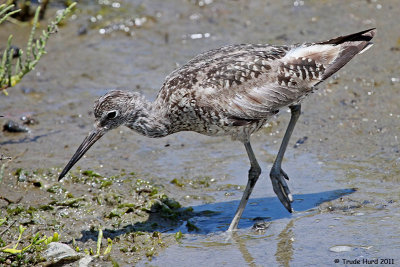 Willet molts from alternate (breeding) to basic (winter gray)