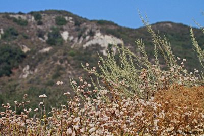 Caspers with sagebrush and buckwheat