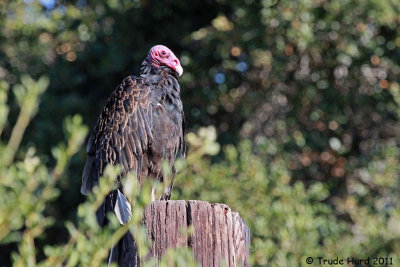Turkey Vulture perched at entry gate