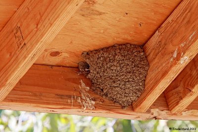 Cliff Swallows all done nesting