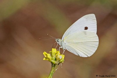 Non-native Cabbage White on non-native Black Mustard