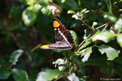 California Sister found near oaks