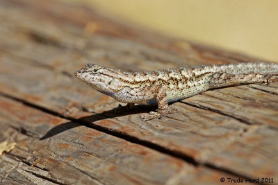 Western Fence Lizard found near California Sister found near oaks!