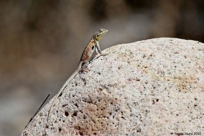 Side-blotched Lizard (notice black spot behind foreleg)