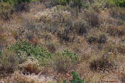 I drove past coastal sage scrub to reach Julie's favorite spot