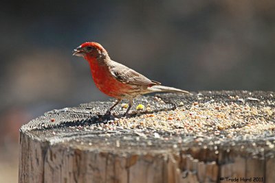 While I watched the dripping faucet, House Finch came for seeds