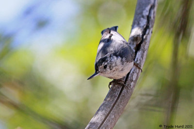 White-breasted Nuthatch visited