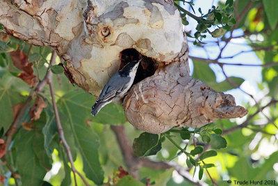 Second White-breasted Nuthatch investigated cavity in sycamore
