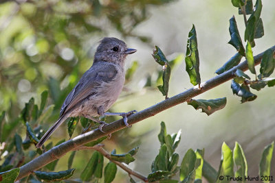 Oak Titmouse in oak