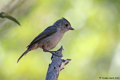 Another Oak Titmouse