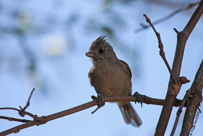 About five Oak Titmouse visited, some begging from others