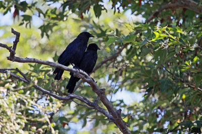 This Raven pair sat nearby the whole time I sat