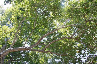 Drove to Tree Of Life Nursery to see what I want to buy in October.  Love these Sycamore branches and leaves.