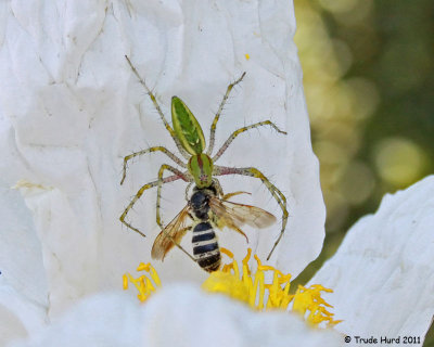 Lynx Spider caught an insect!