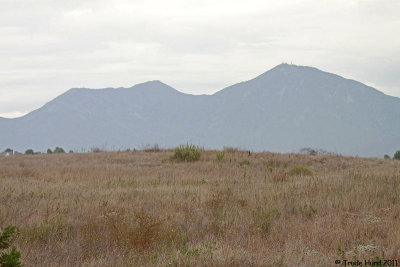Native grassland in Orange County (Saddleback in background)