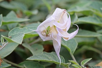 Jimson Weed with a surprise