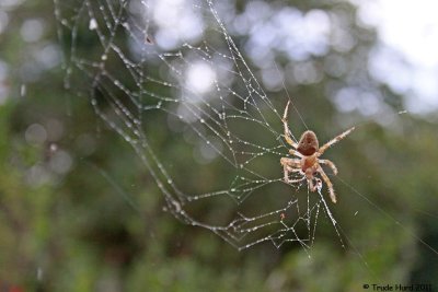 Orb Weaver Spider also with prey