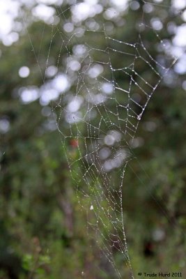 Rain passed leaving droplets behind