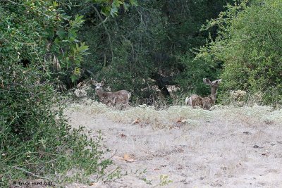 Heard Mule Deer before seeing them