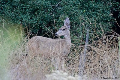Mule Deer common in oak woodland along park's edge