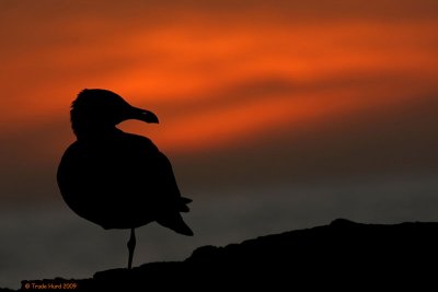 December - Gull at Sunset