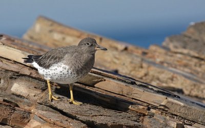 June - Surfbird