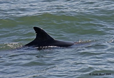 July Bottlenose Dolphin