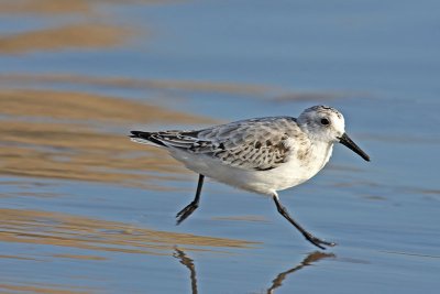 September - Sanderling