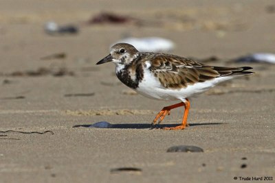 alternate Ruddy Turnstone