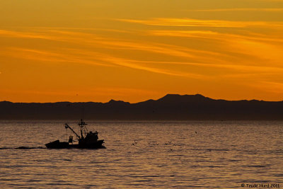alternate Gulls with fishing boat