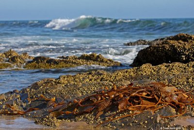 alternate kelp