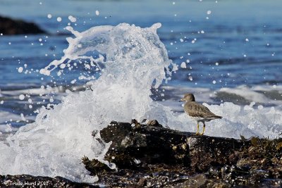 alternate surfbird in surf