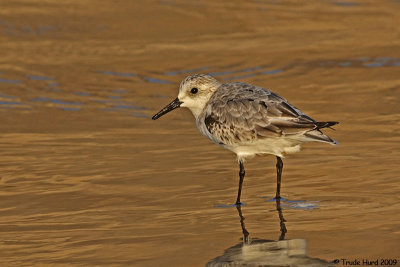alternate sanderling