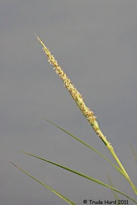 Cordgrass in flower