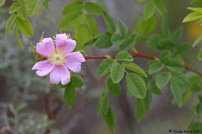 California Wild Rose in flower