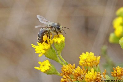 Where there's flowers, there's honey bees pollinating them!