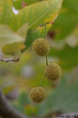 Sycamore fruit