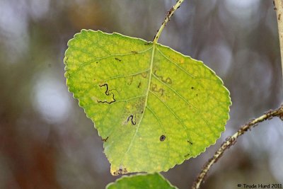 Leaf Miner on Cottonwood leaf