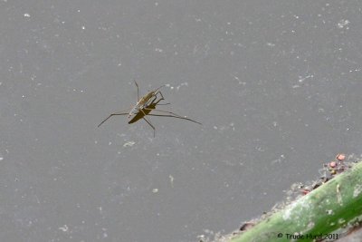 Water Strider on surface of pond