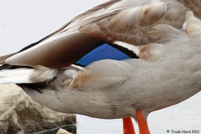 Speculum feathers partially hidden by other feathers
