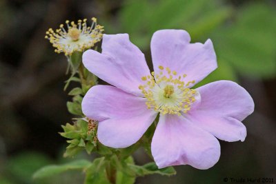 Wild Rose flower on its way to becoming fruit