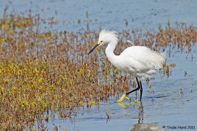 oc_wild_docent_day_2011_back_bay