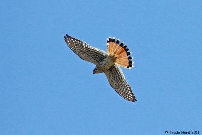 Tail feathers