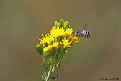 Native bee on goldenrod