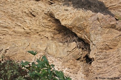 Raven nest on bluff