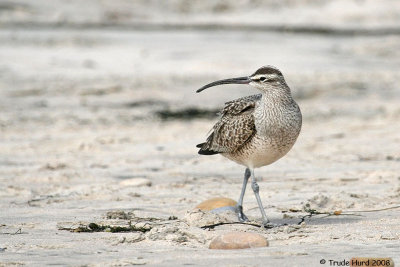Whimbrel with down-curned bill