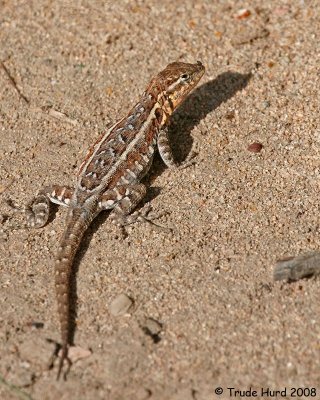Side-blotched Lizard is more colorful